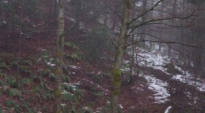 Шуме Републике Српске