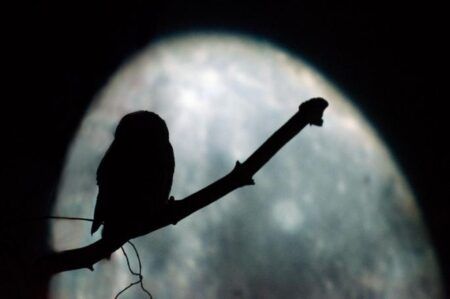 ГАВРАН, СОВА, РОДА