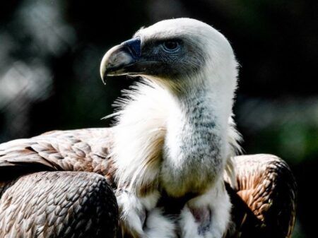 Бјелоглави суп