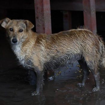Пас (Фото: EPA/ROBERT GHEMENT/илустрација)