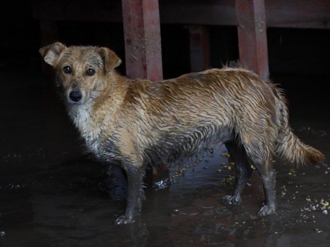 Пас (Фото: EPA/ROBERT GHEMENT/илустрација)